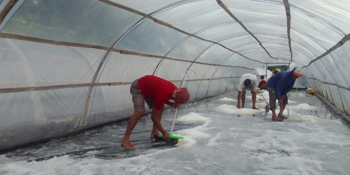 Musim Hujan Tidak Halangi Panen Perdana Petambak Garam Pansela Binaan UB